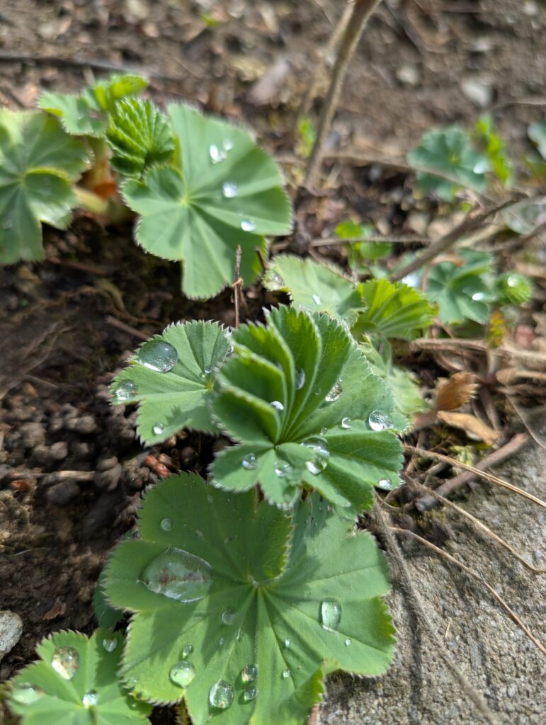 Andrea Stalder Kirchberg und Sumiswald, Emmental, Hand und Haerz